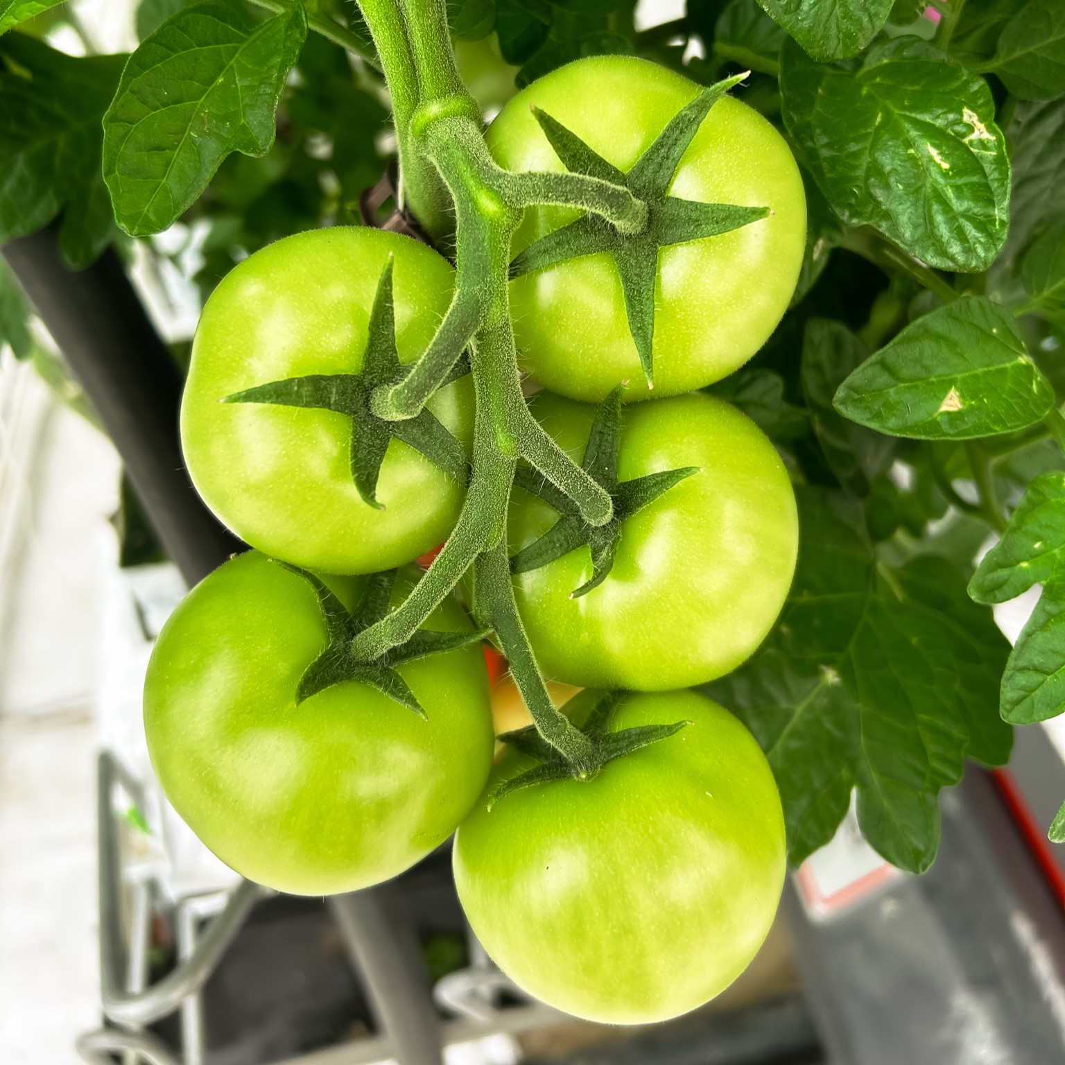 agrotermal sera sağlıklı domatesler