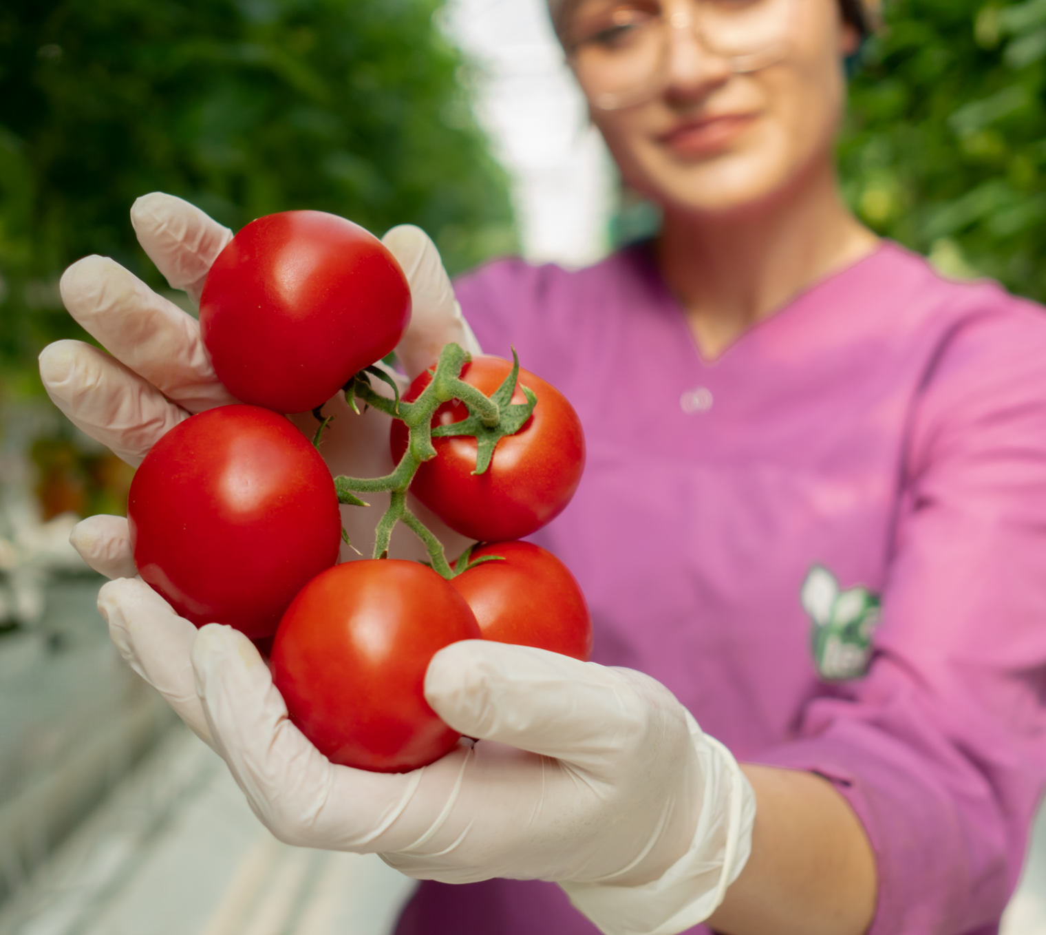agrotermal doğal domatesler