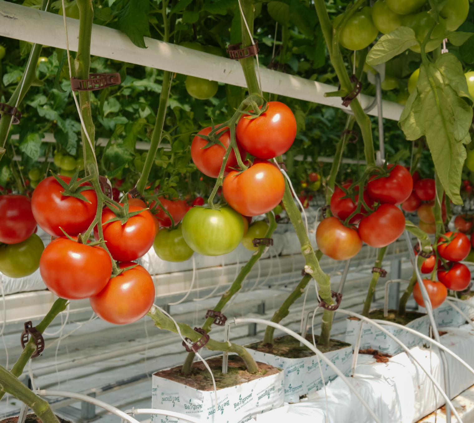 agrotermal sağlıklı domatesler